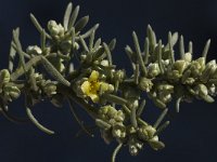 Thymelaea tartonraira ssp angustifolia 8, Saxifraga-Willem van Kruijsbergen