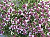 Thymus acicularis