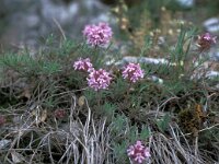 Thymus atticus