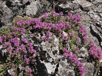 Thymus boissieri