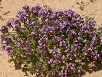 Thymus camphoratus, Camphor Thyme