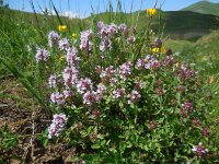 Thymus collinus