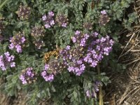 Thymus doerfleri