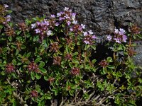 Thymus fedtschenkoi