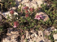 Thymus granatensis