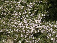 Thymus herba-barona