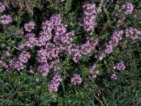 Thymus longicaulis 1, Saxifraga-Jan van der Straaten