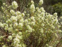 Thymus mastichina, Mastic Thyme