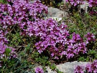 Thymus nervosus