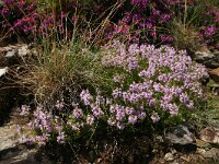 Thymus nitens