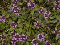 Thymus praecox 1, Kruiptijm, Saxifraga-Jan van der Straaten