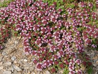 Thymus praecox ssp polytrichus 24, Saxifraga-Harry Jans
