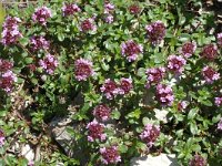 Thymus praecox ssp polytrichus 9, Saxifraga-Marijke Verhagen