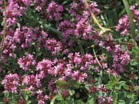 Thymus pulegioides 1, Grote tijm, Saxifraga-Piet Zomerdijk