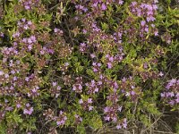 Thymus serpylloides