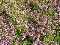 Thymus serpyllum, Wild Thyme