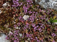 Thymus serpyllum 21, Kleine tijm, Saxifraga-Ed Stikvoort