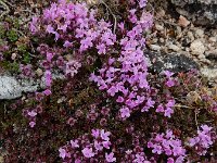 Thymus serpyllum 24, Kleine tijm, Saxifraga-Ed Stikvoort