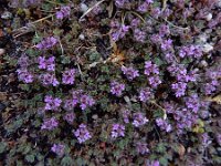 Thymus serpyllum 25, Kleine tijm, Saxifraga-Ed Stikvoort