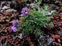 Thymus serpyllum 26, Kleine tijm, Saxifraga-Ed Stikvoort