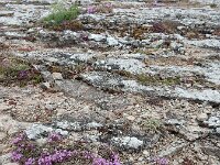 Thymus serpyllum 28, Kleine tijm, Saxifraga-Ed Stikvoort