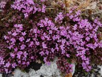Thymus serpyllum 29, Kleine tijm, Saxifraga-Ed Stikvoort