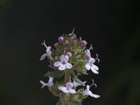 Thymus vulgaris, Common Thyme