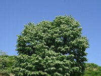 Tilia tomentosa