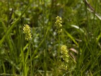 Tofieldia calyculata, Mountain Scottish Asphodel