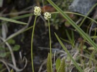 Tofieldia pusilla, Scottish Asphodel