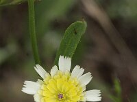 Tolpis altissima