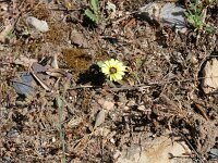 Tolpis barbata 22, Saxifraga-Michiel Drok