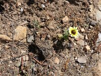 Tolpis barbata 23, Saxifraga-Michiel Drok