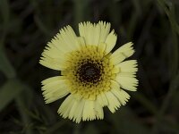 Tolpis barbata 24, Saxifraga-Willem van Kruijsbergen