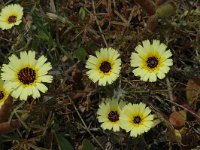 Tolpis barbata, 1 Saxifraga-Jan van der Straaten