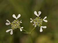 Tordylium apulum 1, Saxifraga-Willem van Kruijsbergen