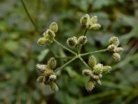 Torilis japonica 10, Heggendoornzaad, Saxifraga-Ed Stikvoort