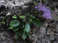 Trachelium caeruleum 1, Halsbloem, Saxifraga-Ed Stikvoort