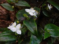 Tradescantia fluminensis 1, Vaderplant, Saxifraga-Ed Stikvoort