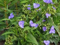 Tradescantia virginiana 1, Eendagsbloem, Saxifraga-Ab H Baas