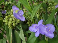 Tradescantia virginiana 2, Eendagsbloem, Saxifraga-Ab H Baas