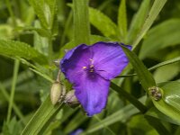 Tradescantia virginiana 20, Eendagsbloem, Saxifraga-Jan Van der Straaten