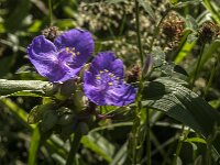 Tradescantia virginiana 24, Eendagsbloem, Saxifraga-Jan Van der Straaten