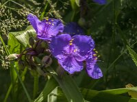 Tradescantia virginiana 25, Eendagsbloem, Saxifraga-Jan Van der Straaten