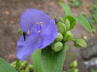 Tradescantia virginiana 4, Eendagsbloem, Saxifraga-Ab H Baas