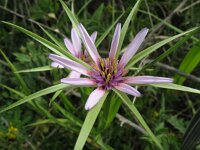 Tragopogon crocifolius