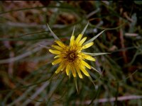 Tragopogon dubius