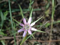 Tragopogon hybridus, Pasture Goats-beard