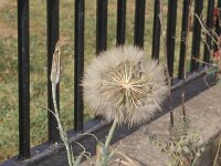 Tragopogon porrifolius