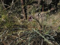 Tragopogon porrifolius 45, Paarse morgenster, Saxifraga-Michiel Drok
